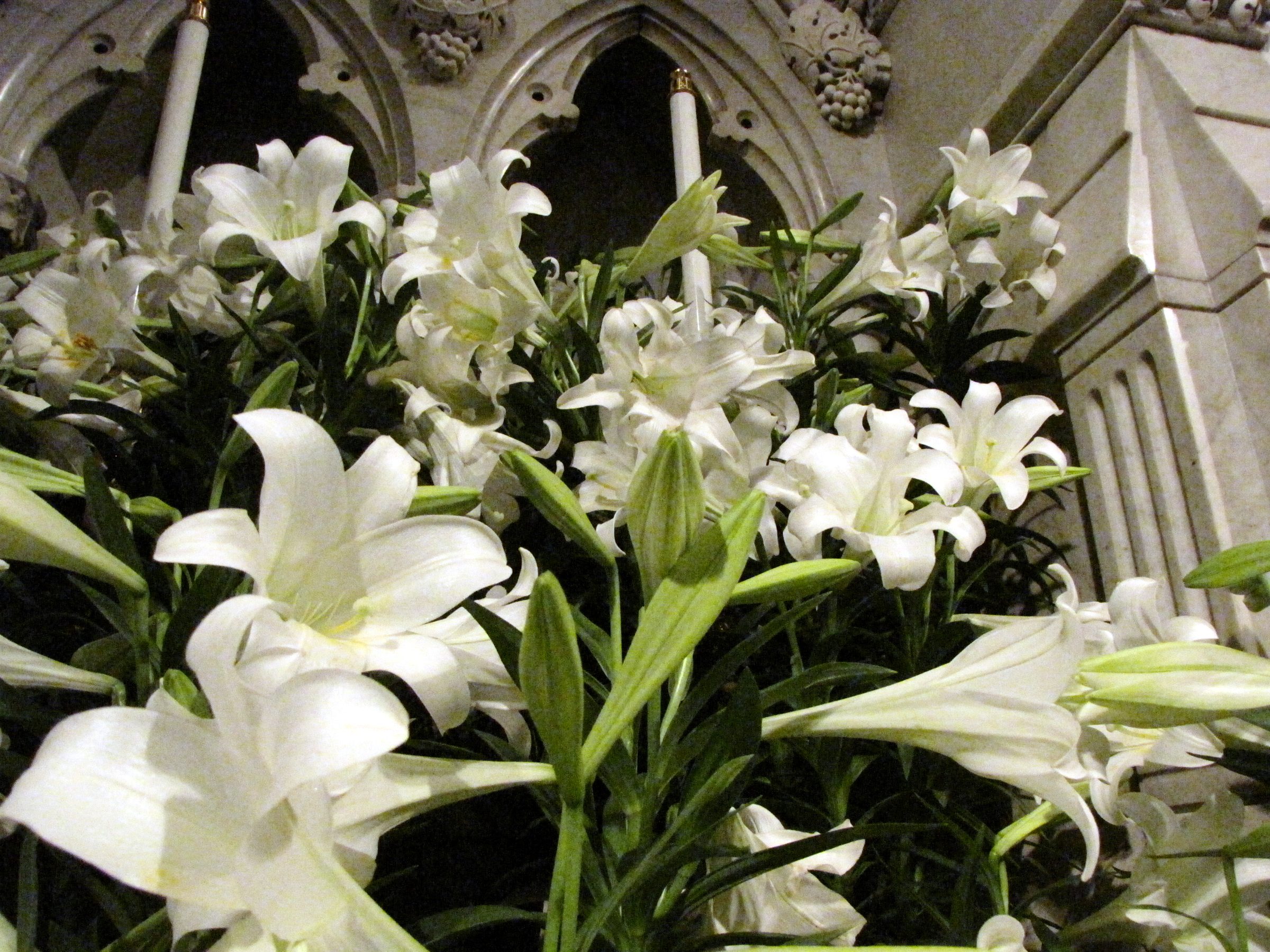 White Easter lilies massed at the altar of the cathedral, with carved white stone rising behind them