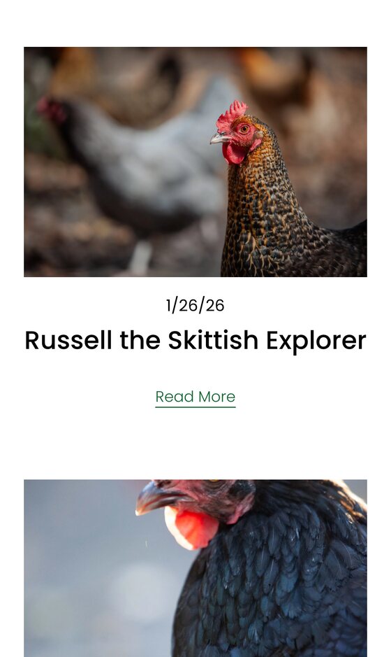 Feature Chickens on a phone: Russell the Skittish Explorer